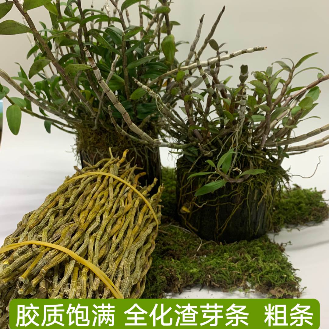 现挑现磨铁皮石斛芽条 粗条无渣 胶质浓郁清香 中老年营养养生