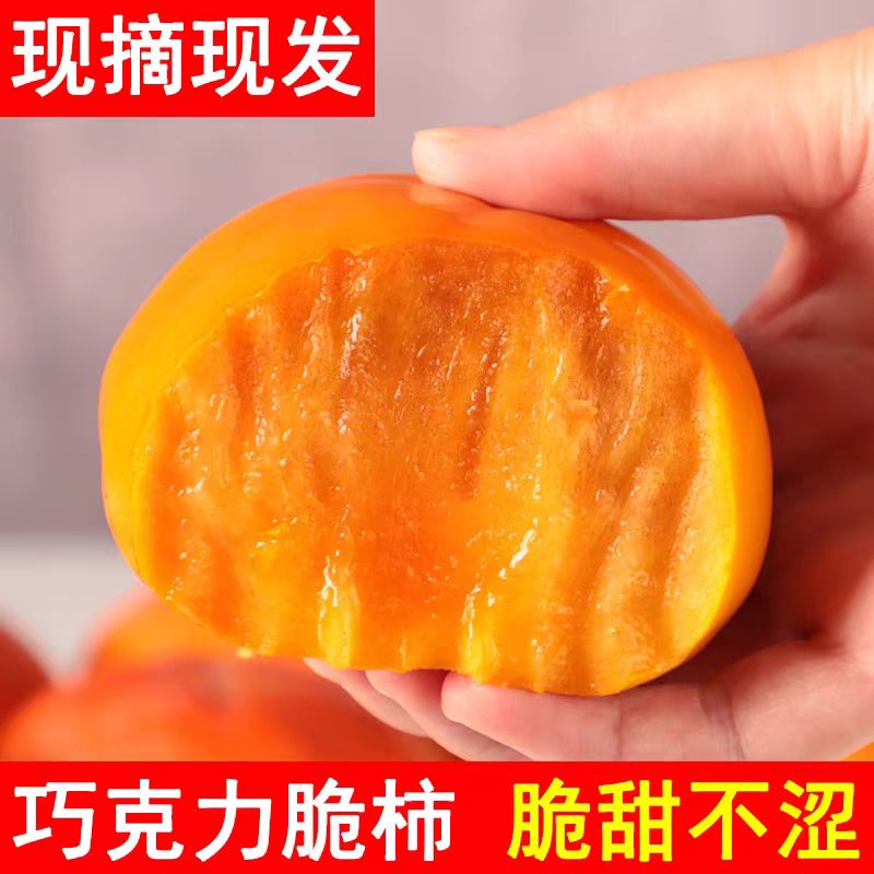 巧克力冰糖心脆柿子新鲜采摘现摘现发脆甜爽口陕西产5斤包邮