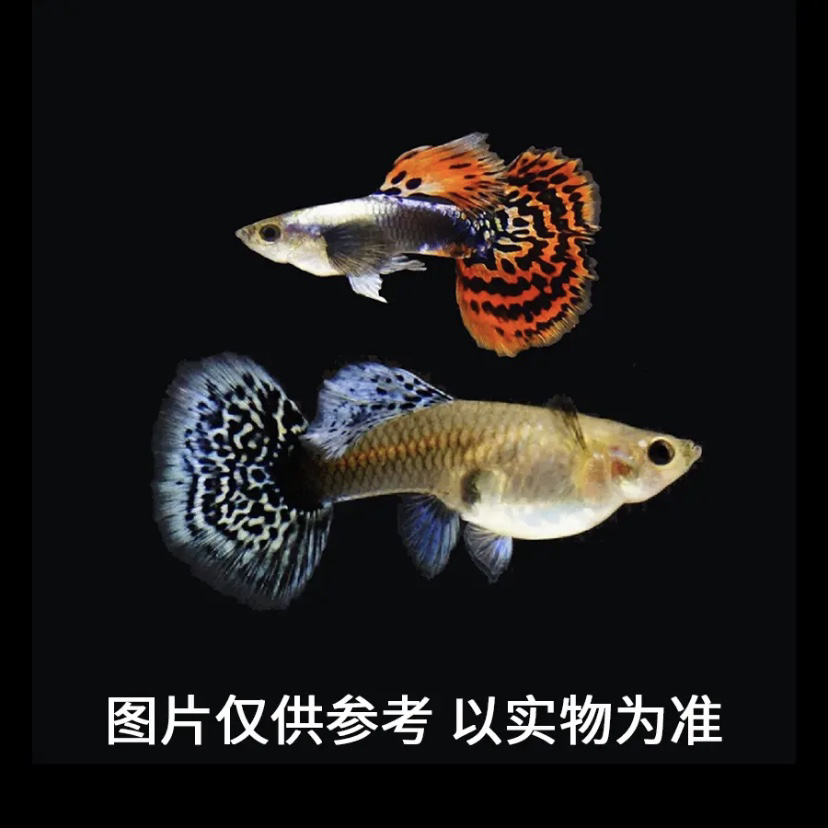 大耳群游孔雀鱼观赏鱼2-3cm（运输损耗补差价不补发）