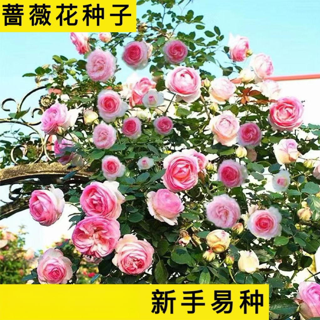 耐寒四季开花蔷薇花苗爬藤植物浓香大花地栽盆栽花卉攀爬庭院阳台