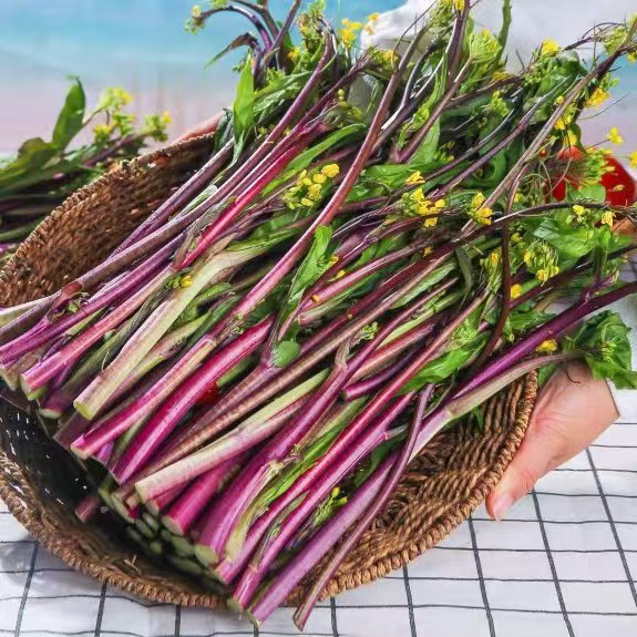 红油菜苔四川现摘时令蔬菜农家自种当季油菜苔