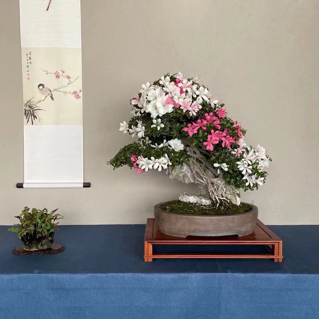 皋月杜鹃 一物一拍 包打木架不包邮