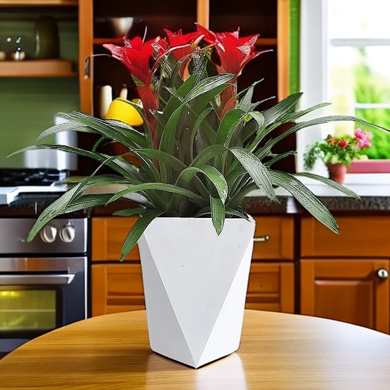 年宵花鸿运当头盆栽凤梨好养易活四季开花好看