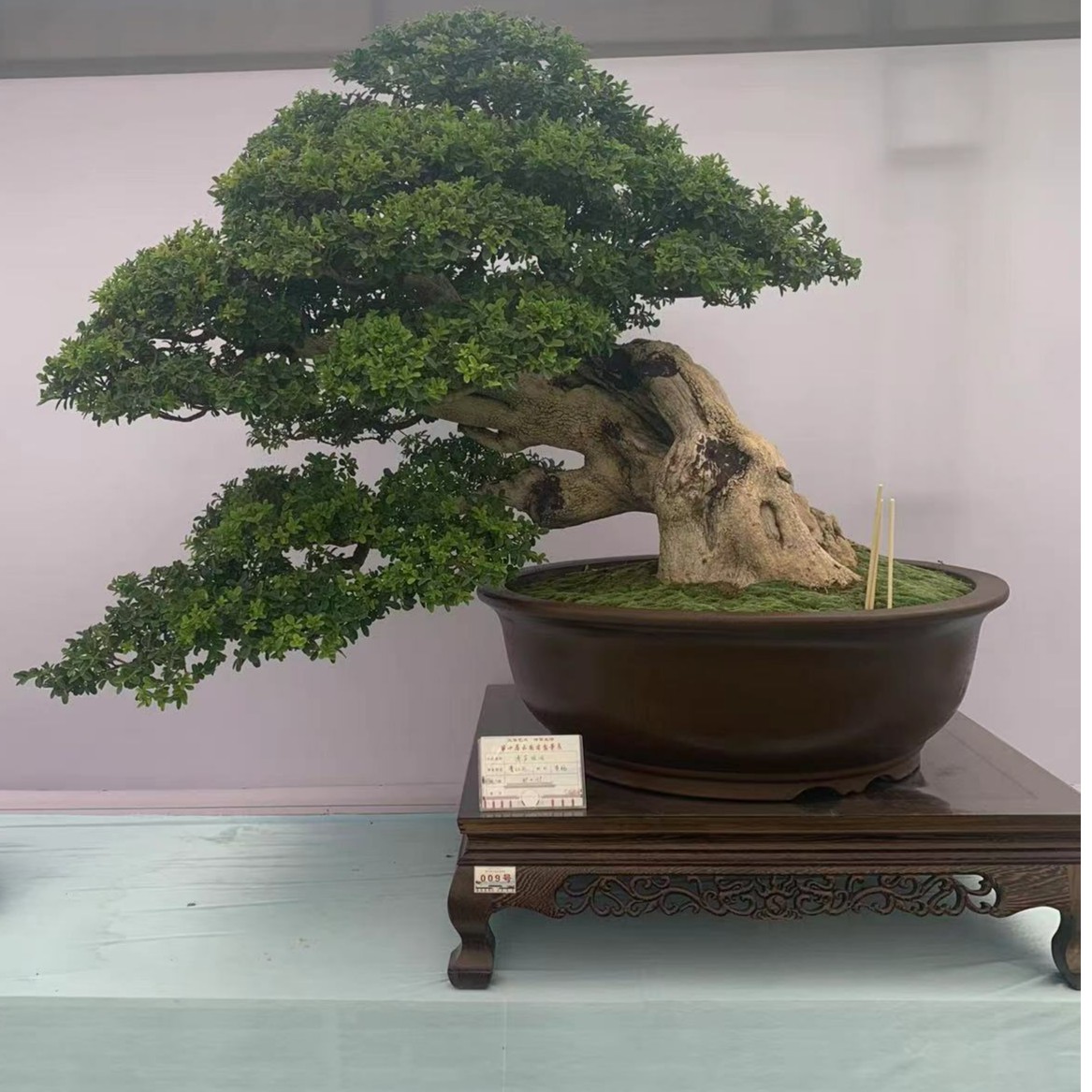 小微盆景30-100（拙景园）铁马鞭、黄杨、荀子----实物以直播间为主