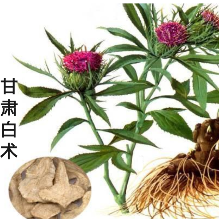 高山采摘野白术250-500克煮水 煲汤 包邮