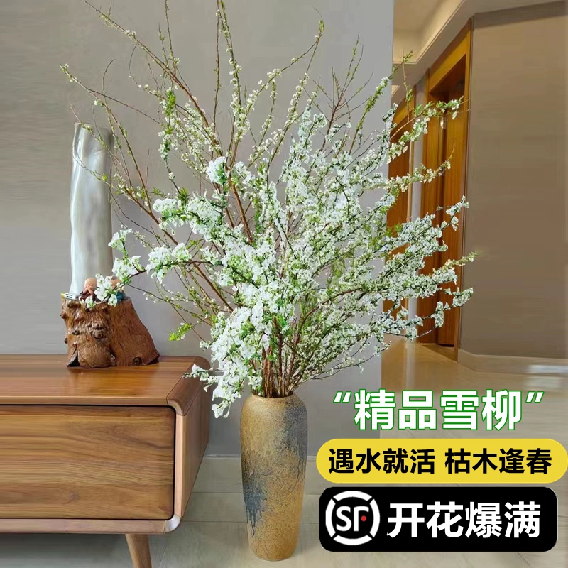 雪柳干枝插水开花室内卷柏绿植盆栽水培植物金钱树龙鳞盆栽植物