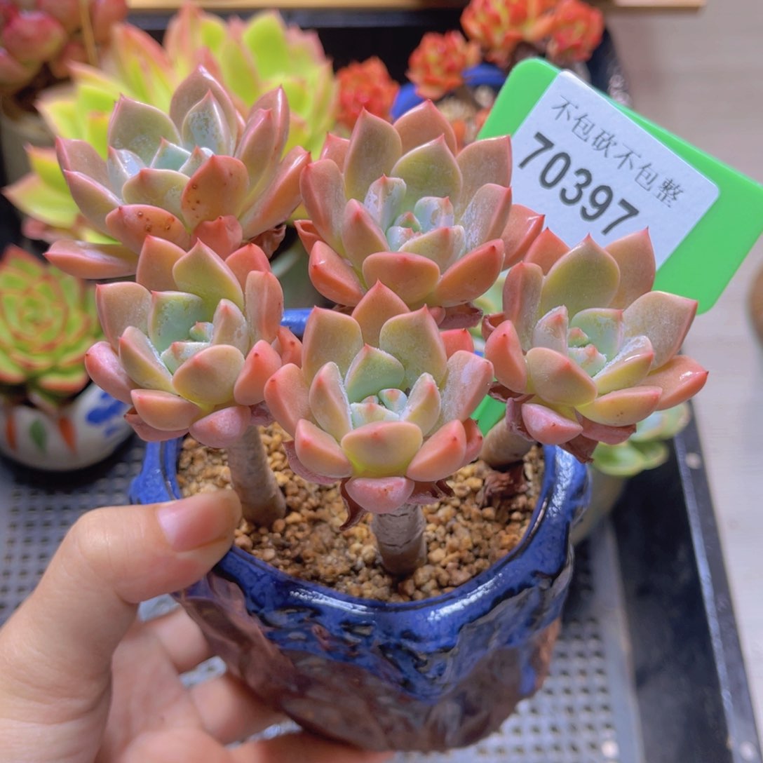70397（28包邮带陶瓷盆）