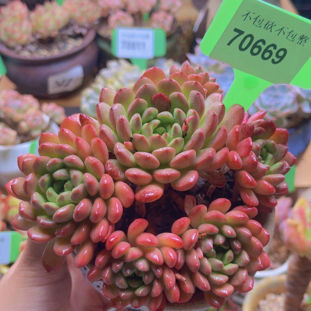 70669（28包邮带盆红石榴）