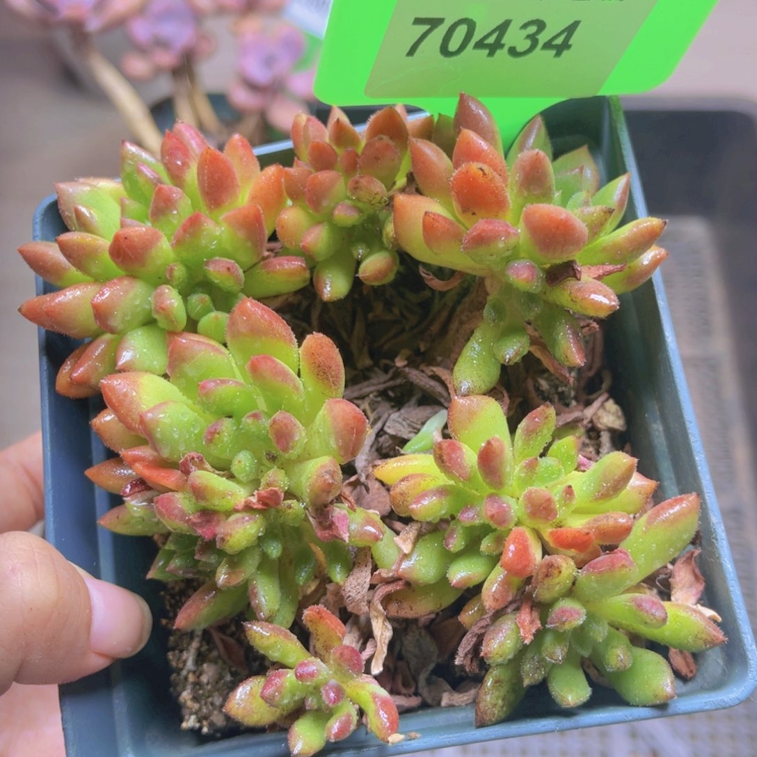 70434（28包邮红唇）