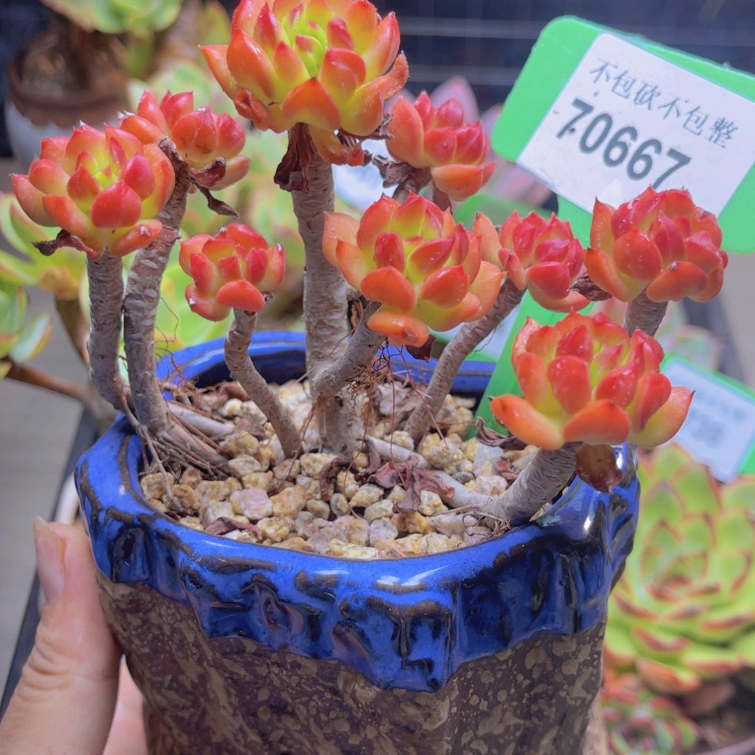 70667（28包邮带盆）