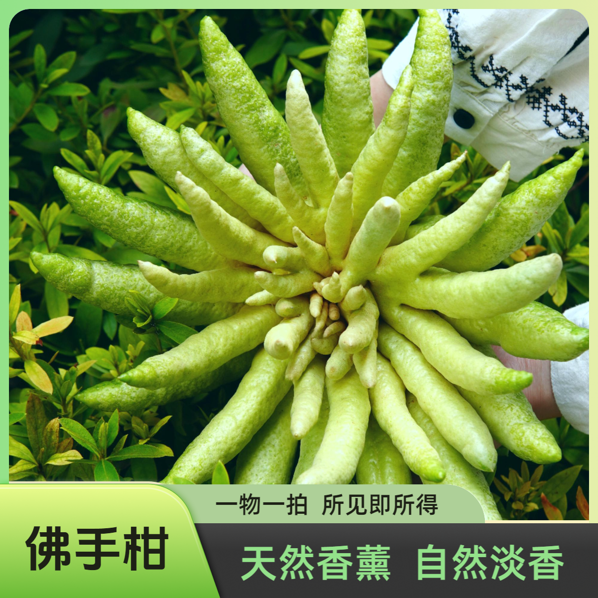 精品佛手柑室内水养佛手清供摆盘盆插花闻香佛手水培植物天然香薰