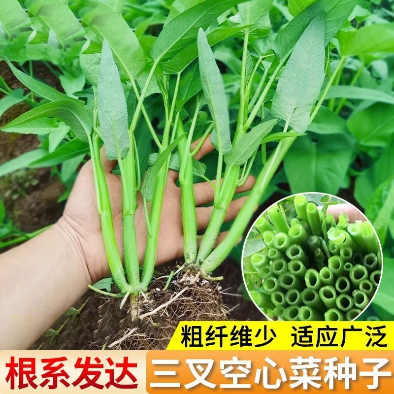 三叉空心菜种籽柳叶空心菜青梗菜种子四季阳台盆栽春季种植蔬菜