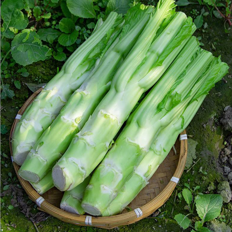 四川棒棒菜 新鲜菜头菜苔 菜脑壳 菜老壳儿 青菜头3斤5斤8斤