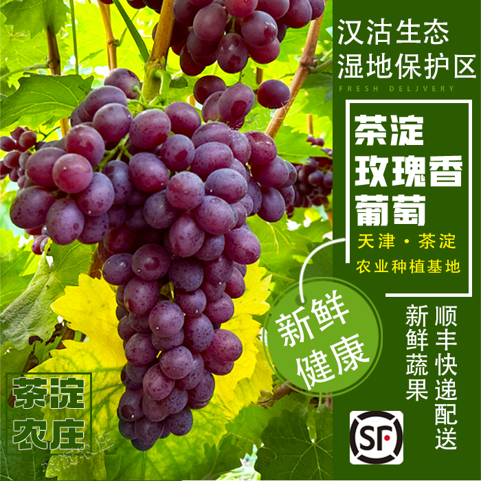 【顺丰冷链】天津茶淀汉沽玫瑰香葡萄应季水果优质正宗产地直发4斤