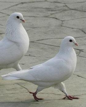 平原信鸽 种鸽子