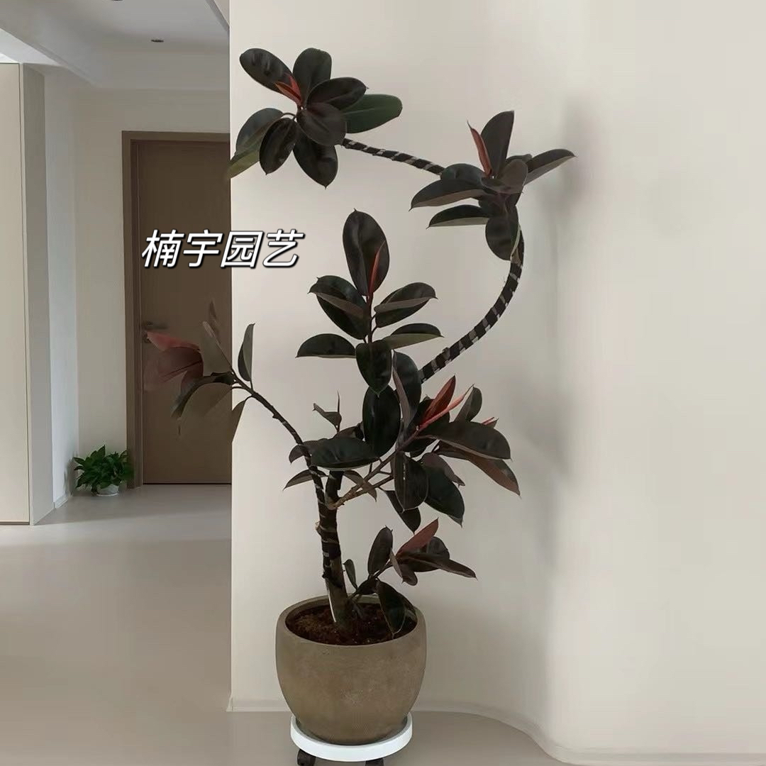 高级老桩造型黑叶橡皮树氛围感百搭有调性好养室内高颜值绿植送礼