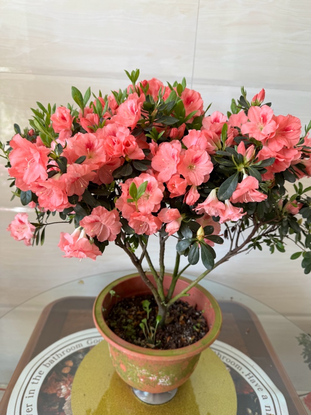 东洋杜鹃红颜，8年苗子。花苞饱满，淡淡的花香味。