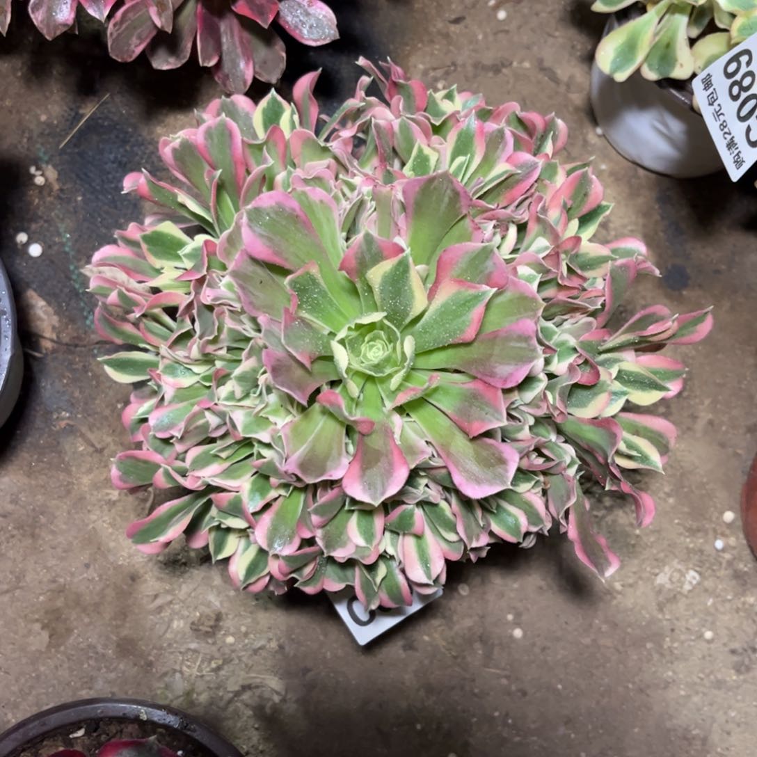 081多肉植物白凤