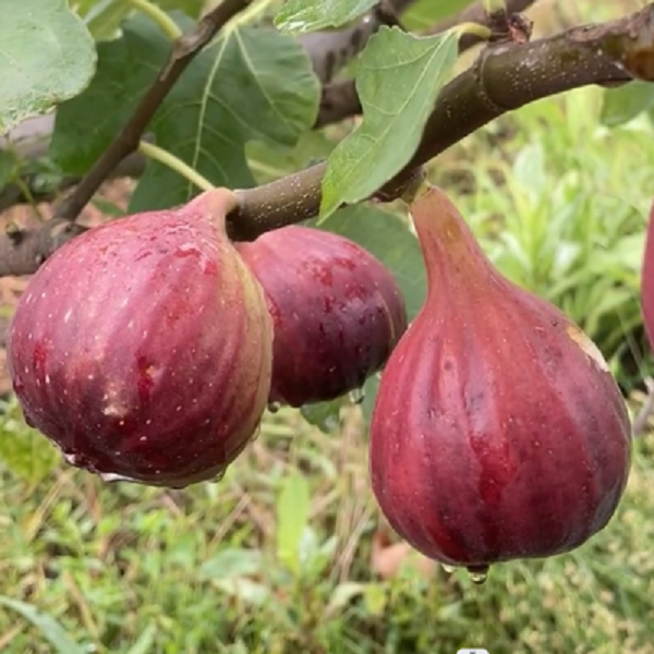 无花果树苗盆栽水果苗四季特大波姬红南北方阳台种植地栽当年结果