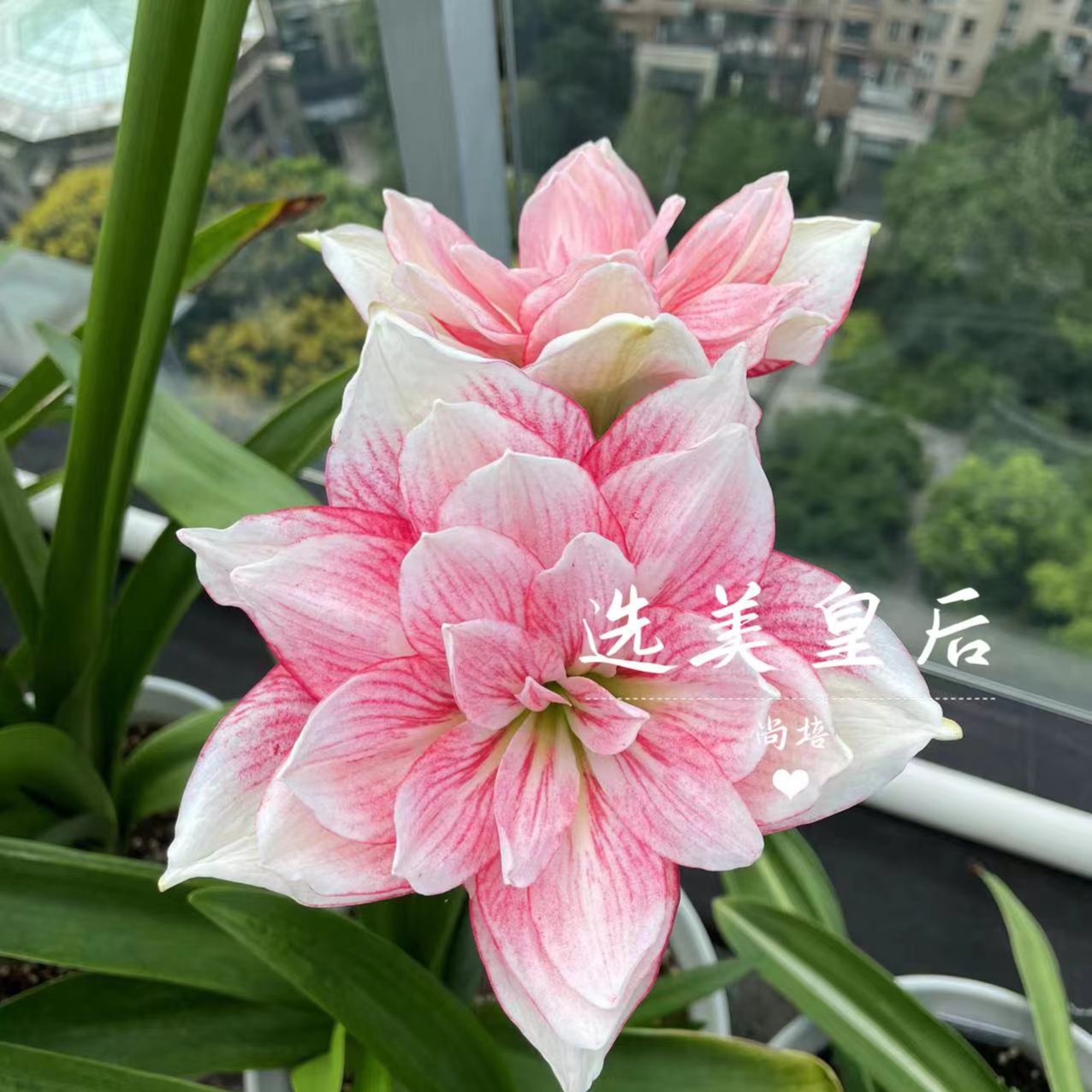 《选美皇后》澳洲粉色重瓣朱顶红包对版，2颗包邮，寄养联系客服