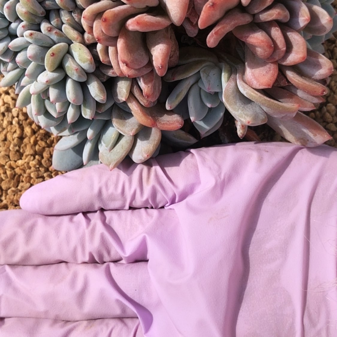 【闪购商品】Y****～19.29石榴籽