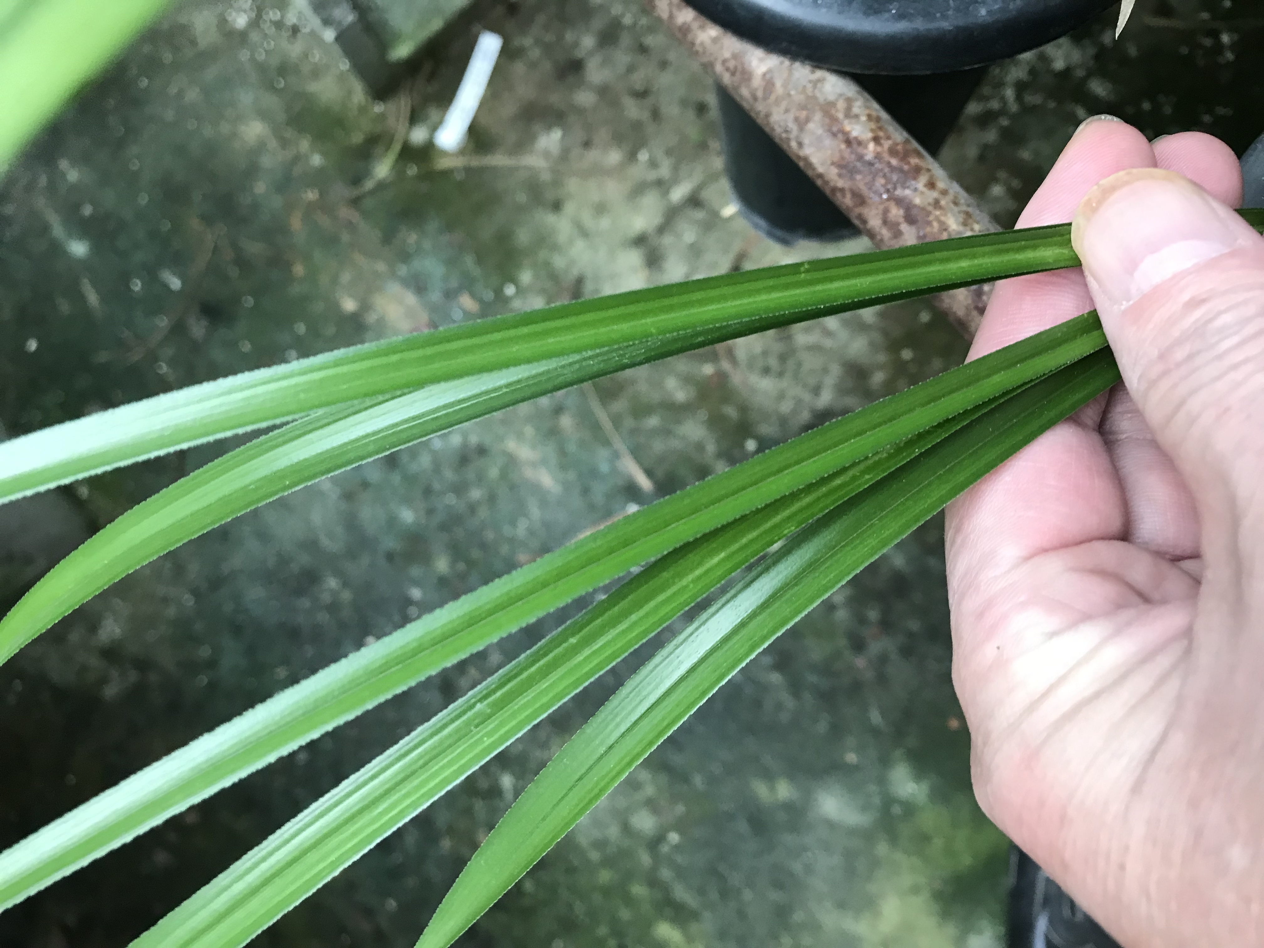 兰花一物一拍、直播间专用