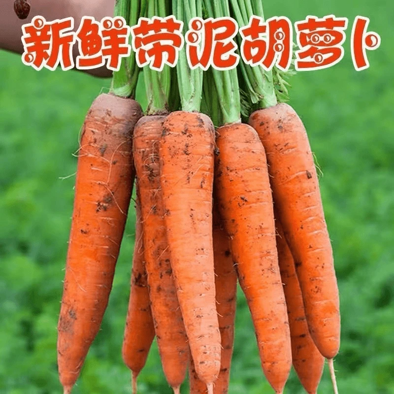 【非转基因】非转基因胡萝卜产地直销内蒙古有机胡萝卜正宗胡萝卜