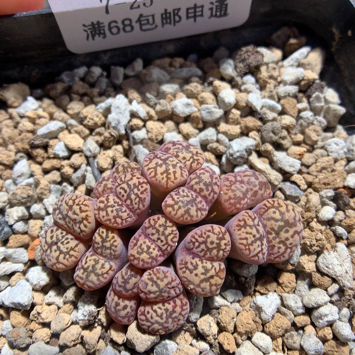 【闪购商品】天津7-25-16 鸟哈尼一群