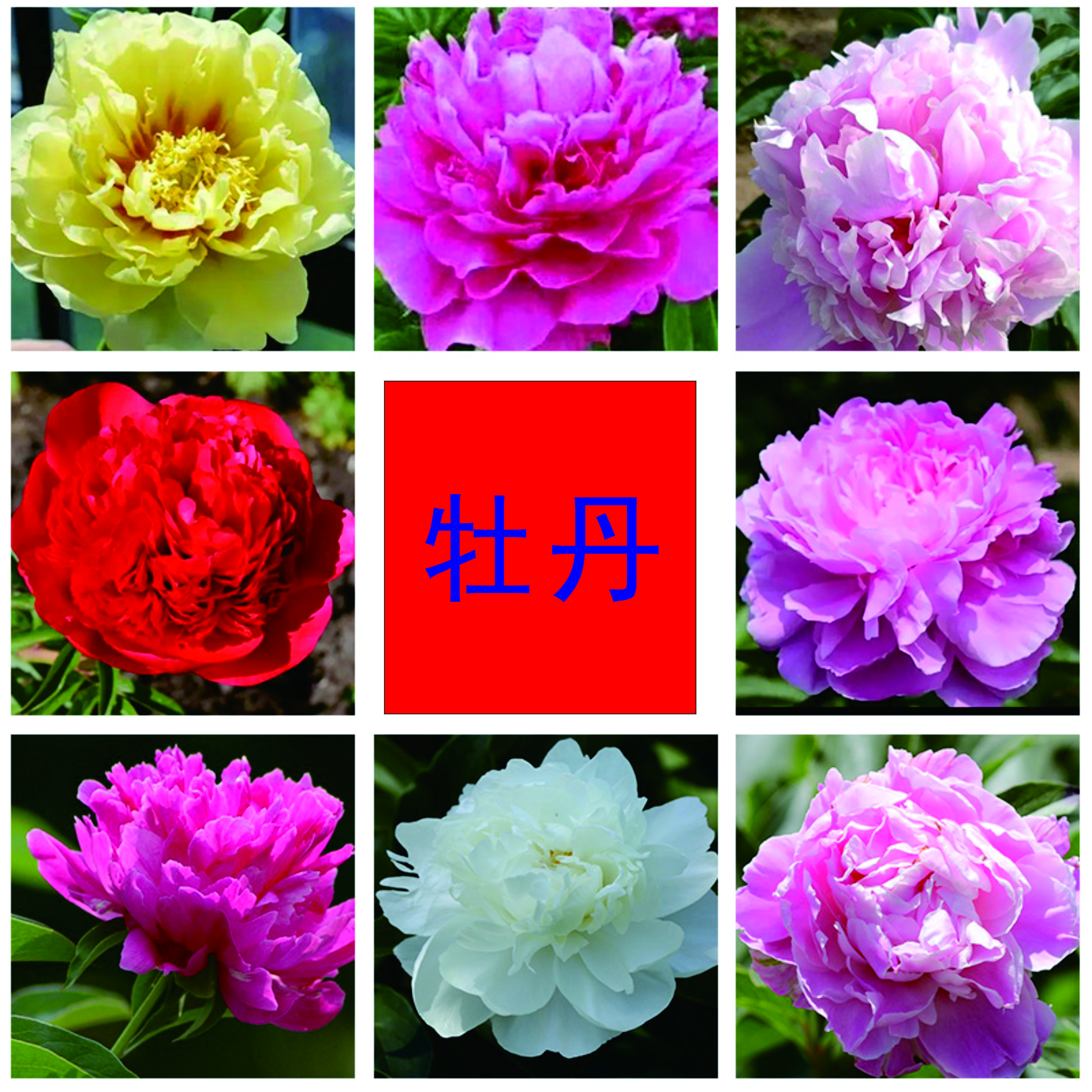 【洛阳牡丹】直播间精选正宗洛阳牡丹一物一拍链接