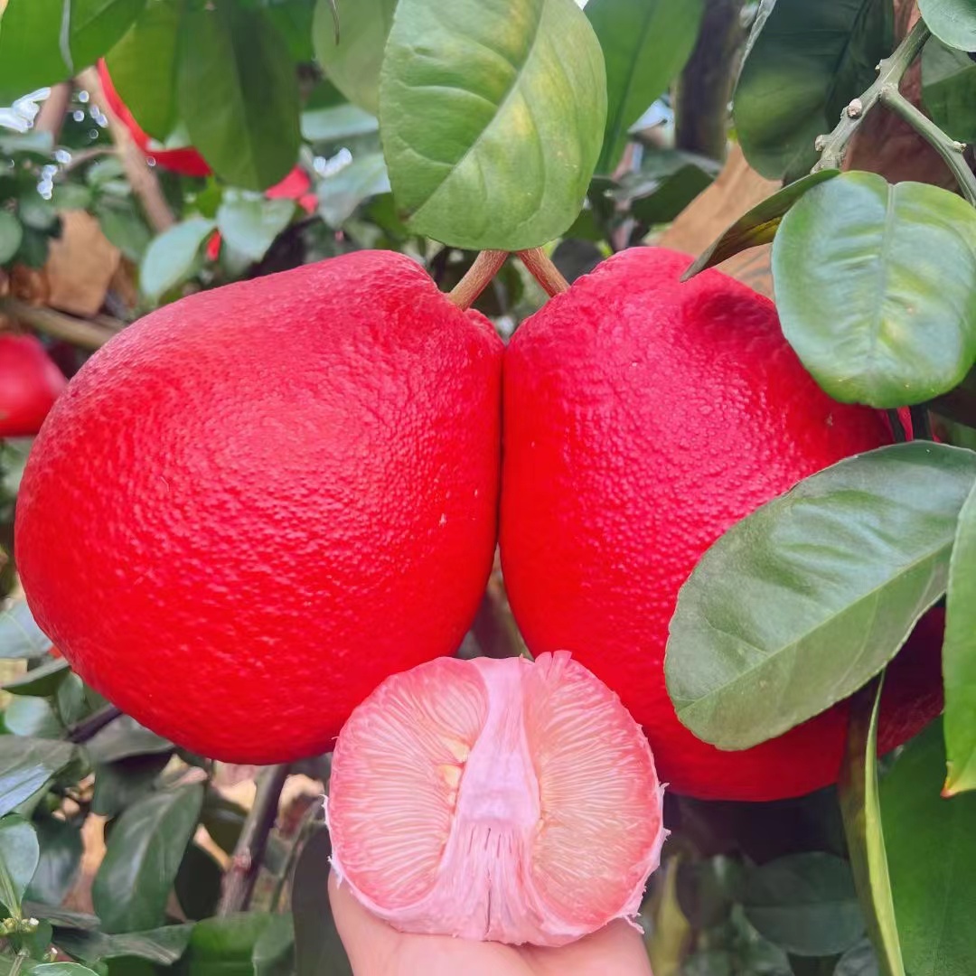 暹罗红柚树苗香水红柚嫁接新品种南北方种植红红火火自带香气