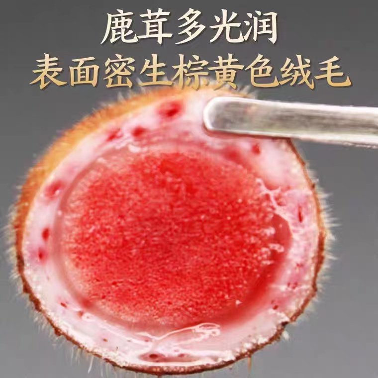 食鹿阁产地直销新鲜梅花鹿新鲜 鹿茸 直播间选购