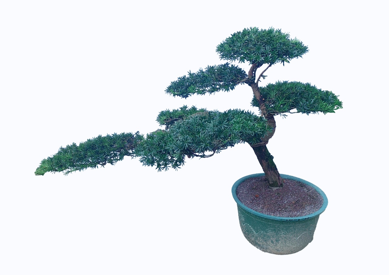 造型罗汉松盆景（景观）