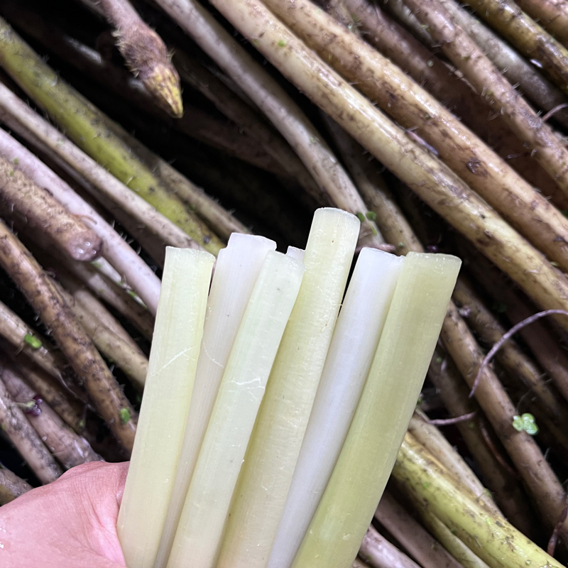 新鲜白芡实梗去皮湖北洪湖特产新鲜白鸡头梗青梗刺梗现摘时令蔬菜