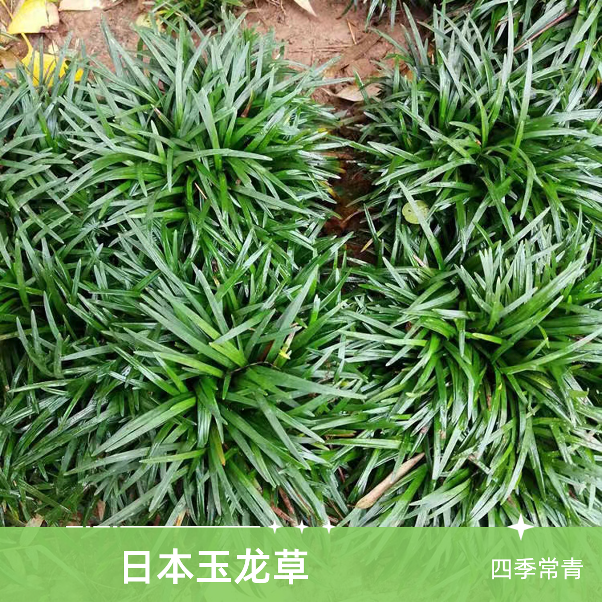 玉龙草庭院绿化四季常青耐寒耐热草坪植物飞蓬草
