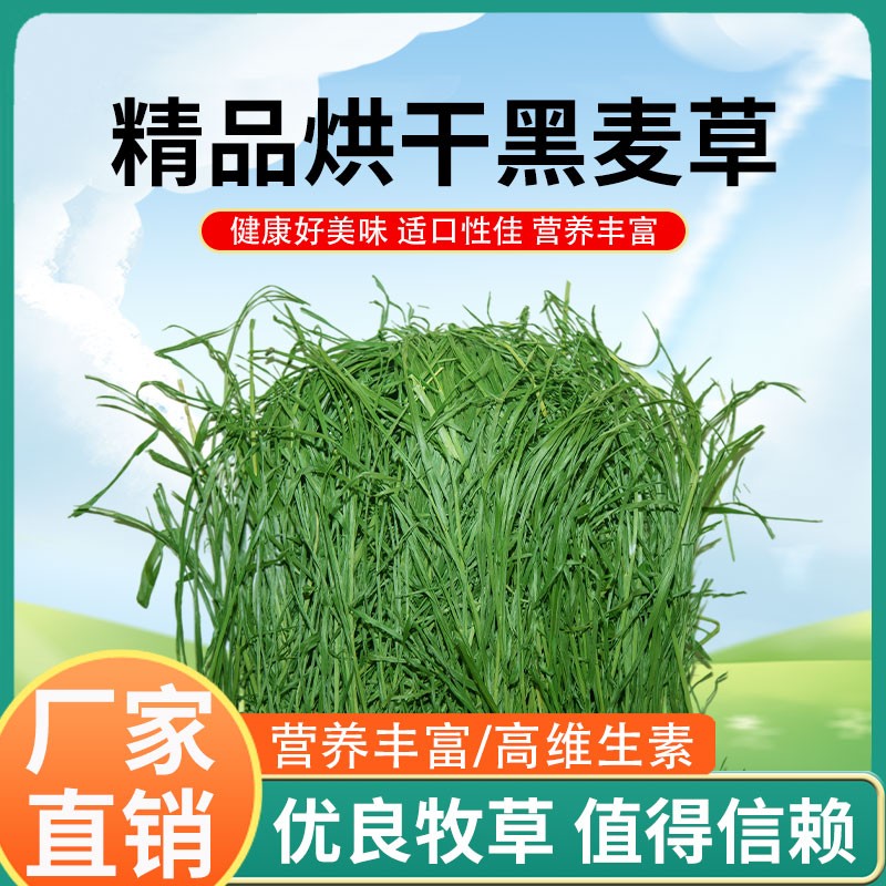 2025年精品烘干新鲜绿色黑麦草净重500g兔子干草牧草饲料兔粮粮草