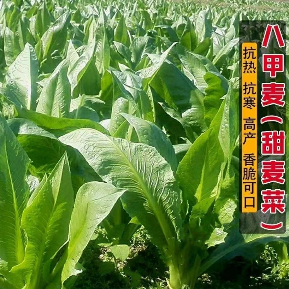 大宽叶八甲麦甜麦菜种子八甲唛油麦菜种籽菊苣四季蔬菜种子白麦菜