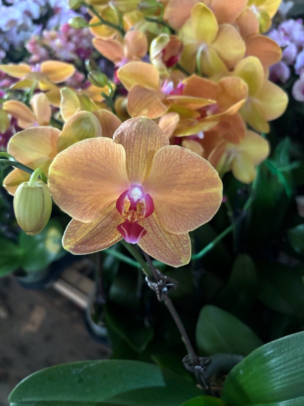 蝴蝶兰———(芒果慕斯)开花发货