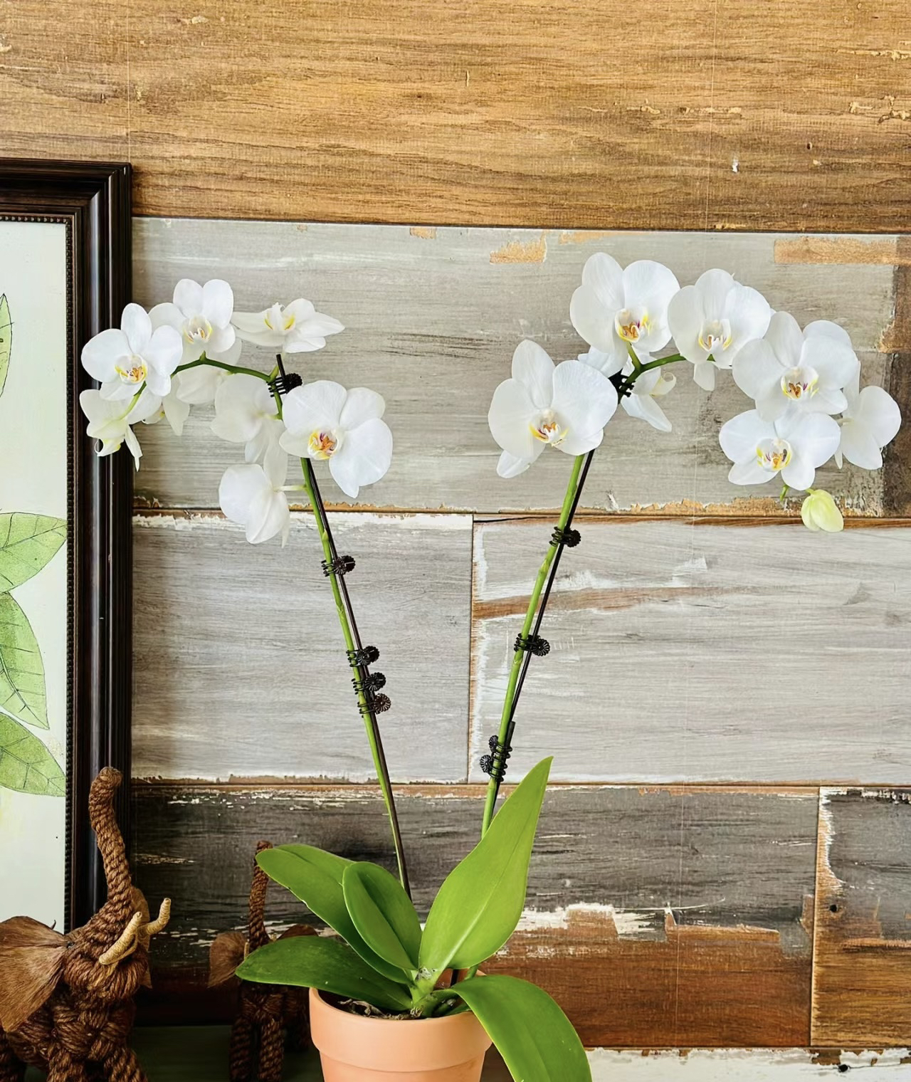 蝴蝶兰———(多佛)花不售后（全场两颗包邮只拍一颗发花后苗）