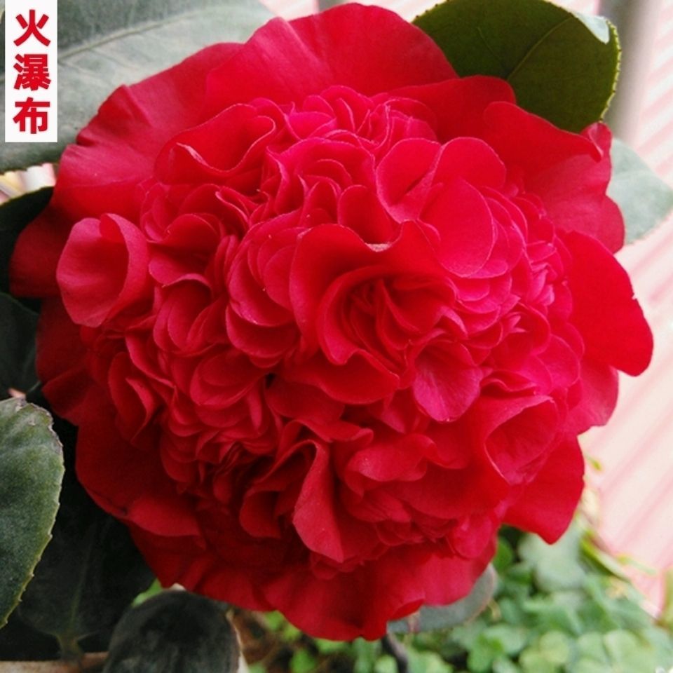 火瀑布山茶花盆栽带花苞室内庭院花卉绿植耐寒耐热直播--用