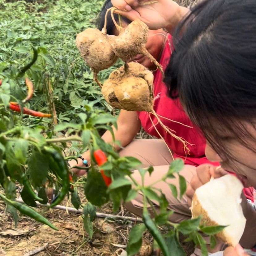 农村自种凉薯地萝卜沙葛白地瓜现挖现发5斤净重