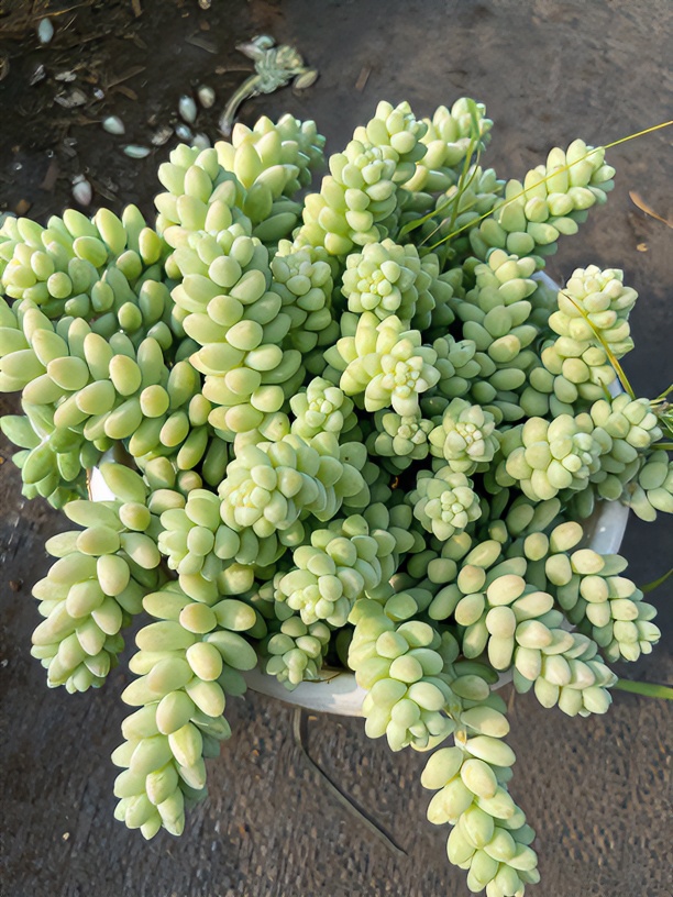 彩虹玉缀，散群，18公分左右，拍一发二带盆发货