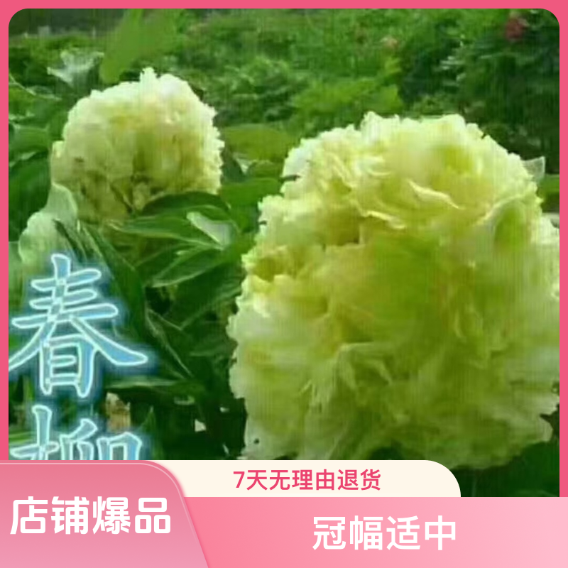 观赏牡丹（春柳）先发肥料，秋季发苗