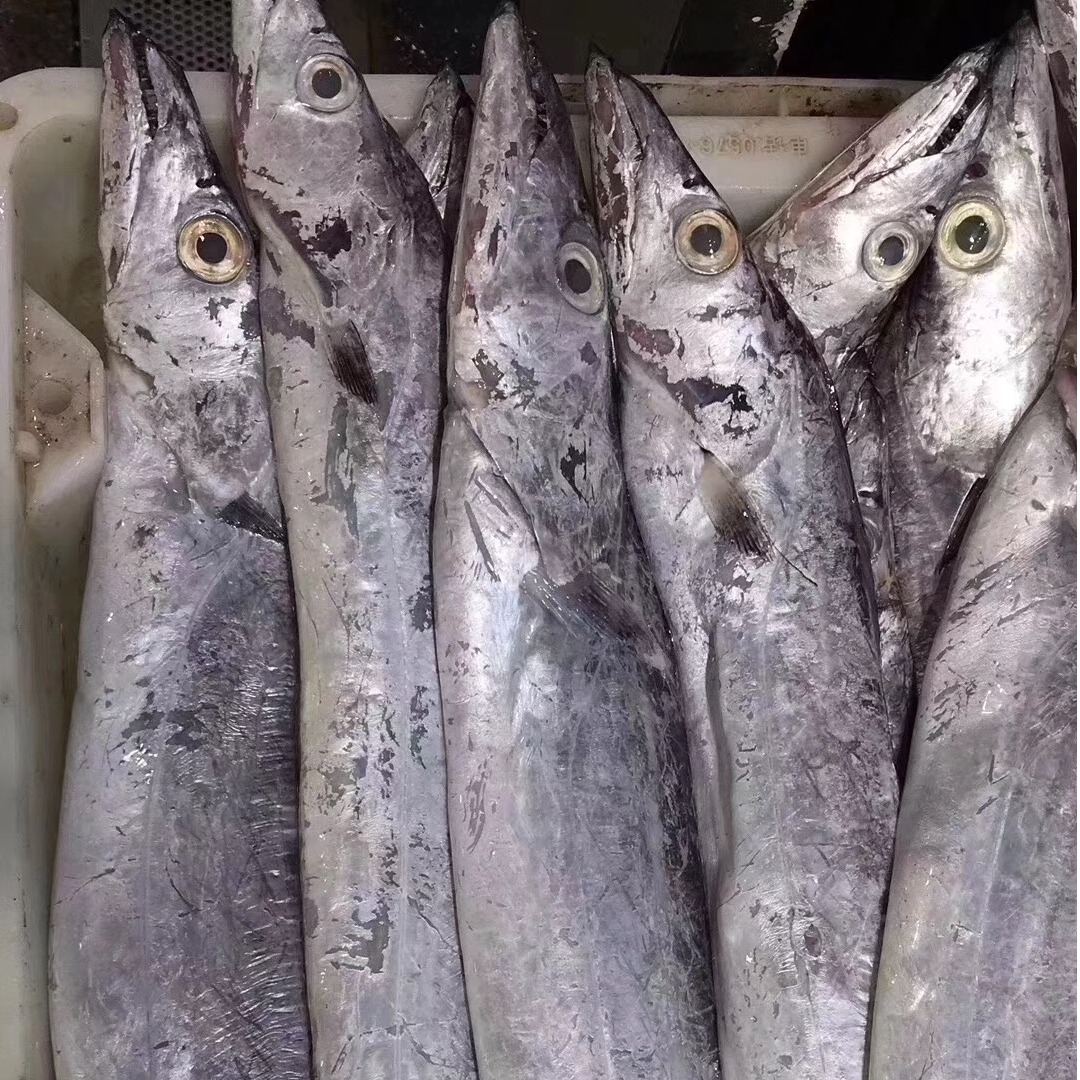 【残次】舟山雷达网小眼睛油带鱼5斤（5-6条）（介意破腹勿拍）