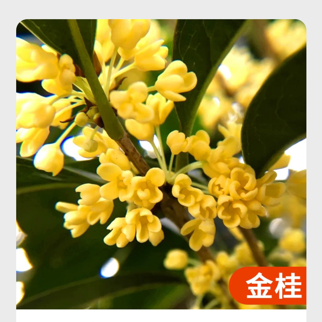 金桂丹桂朱砂桂大花浓香型别墅庭院直播间一物一拍链接