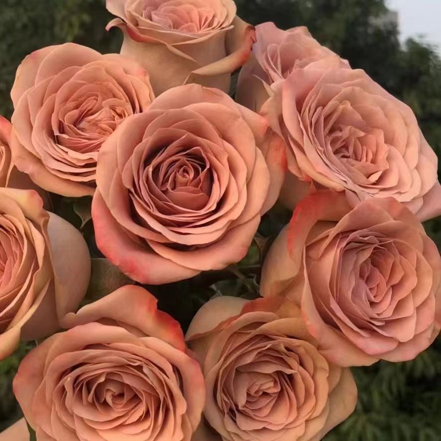 【卡布奇诺】月季花苗庭院阳台四季开花盆栽灌木玫瑰特大花