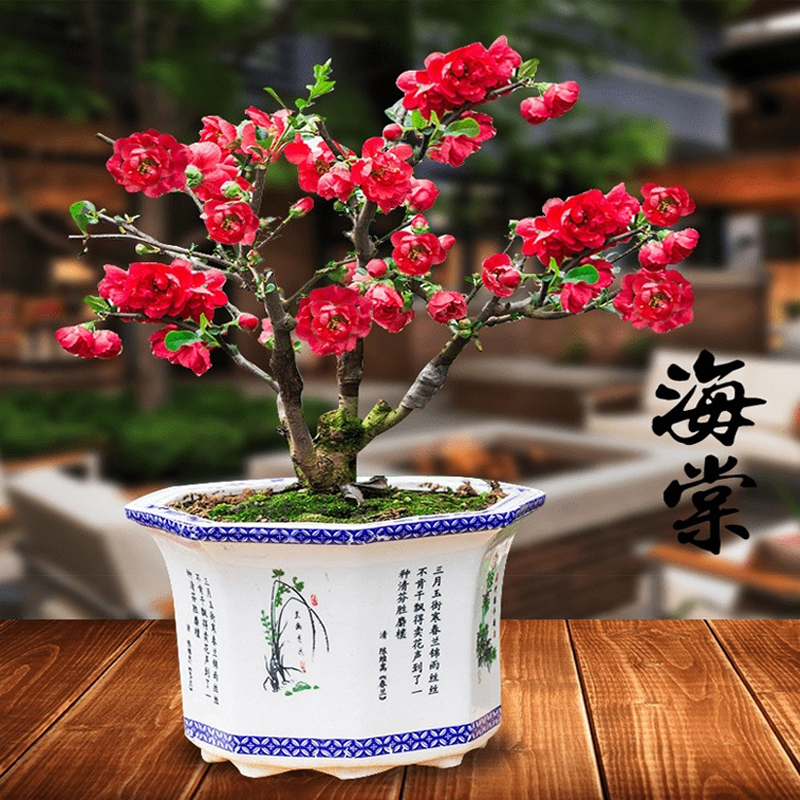 （新人福利）重瓣长寿冠海棠花盆栽树苗盆景老桩花卉植物室内花四季