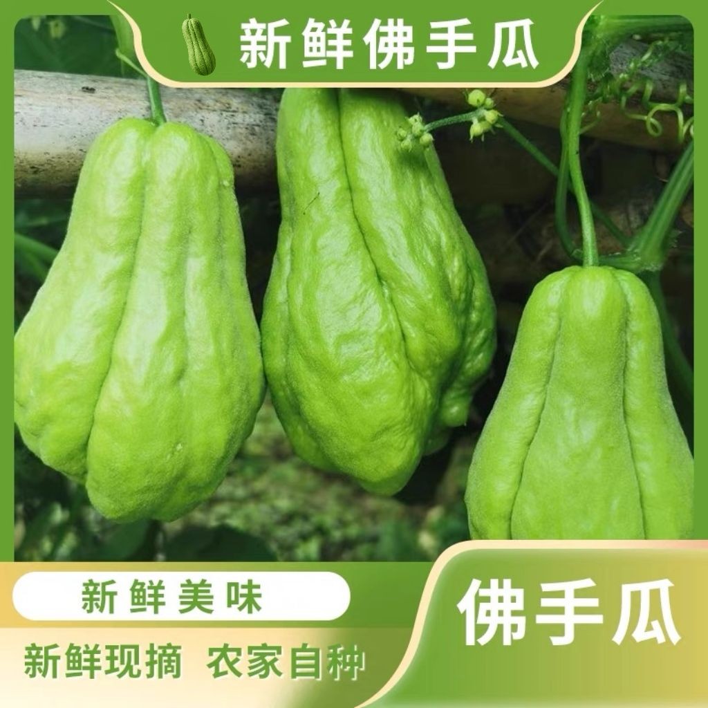 云南高山现摘新鲜佛手瓜清甜多汁丰收瓜洋丝瓜可生吃的当季蔬菜