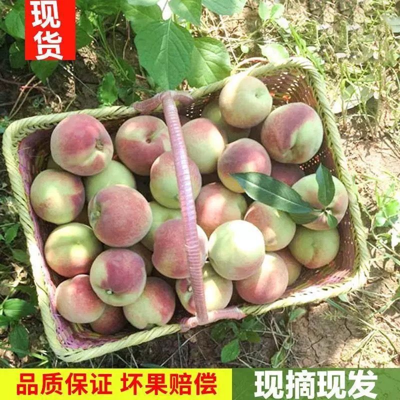 新鲜冬雪蜜桃青州蜜桃脆甜桃子水果青毛桃水蜜桃山东毛桃秋桃冬桃