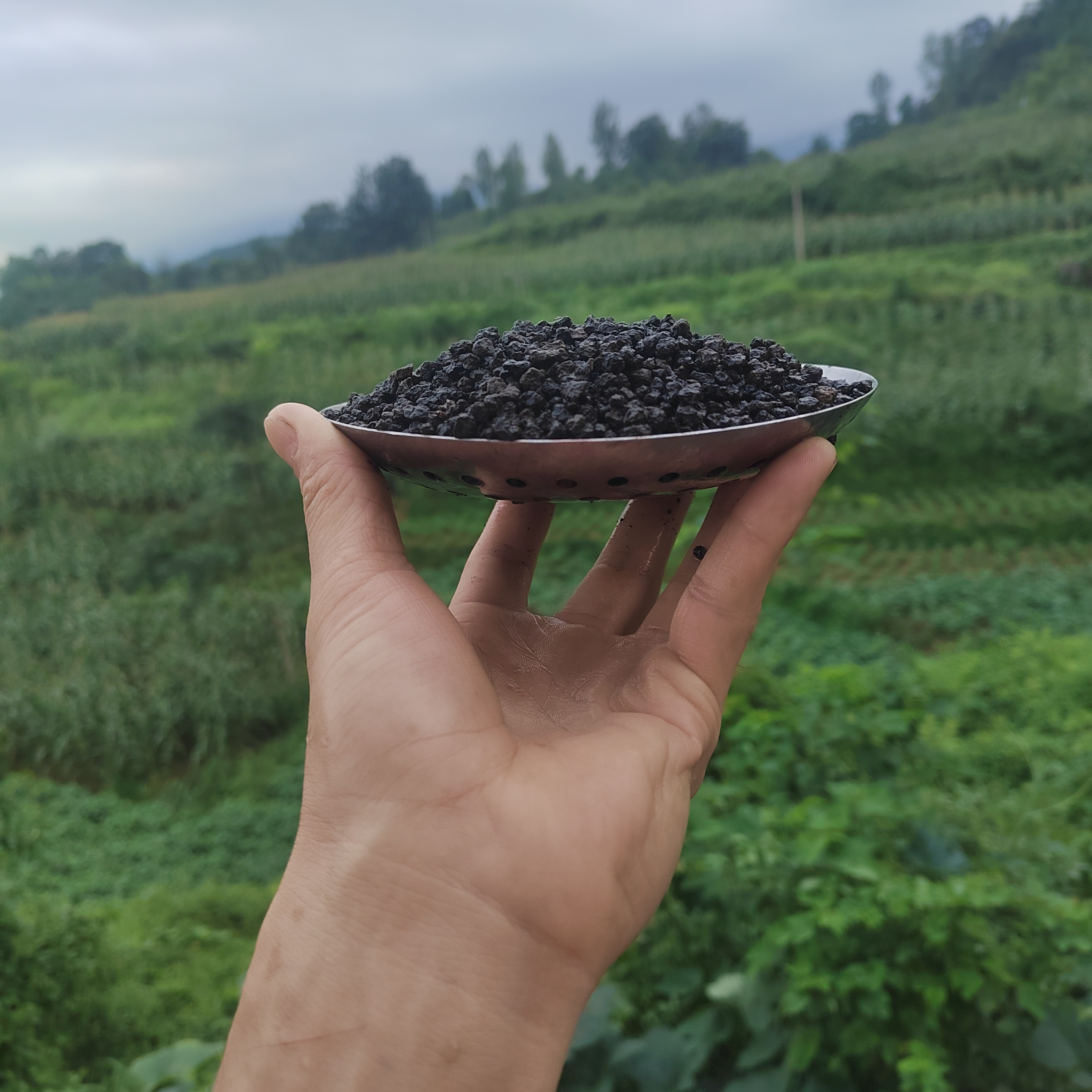 兰菌黑山土，小颗粒，配置苔藓粉1包，1-3mm，6.6斤装，苔藓铺面土
