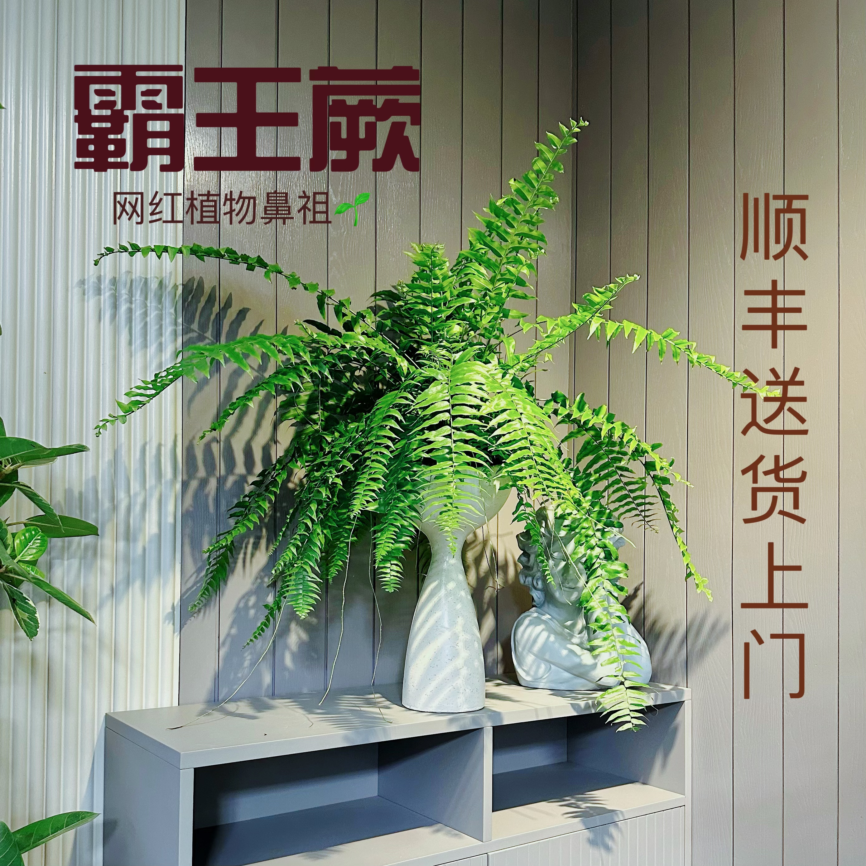 霸王蕨盆栽长叶肾蕨富贵榕客厅室内盆栽雨林绿植蕨类天花板